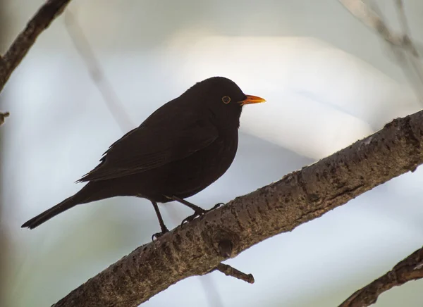 Close Bird Perching Branch — Photo