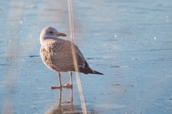 Nahaufnahme Eines Vogels Der Auf Einem Zugefrorenen See Hockt — Stockfoto
