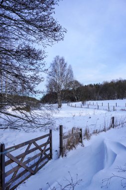 Karla kaplı tarladaki ağaçlar gökyüzüne karşı