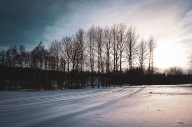 Karla kaplı tarladaki ağaçlar gökyüzüne karşı