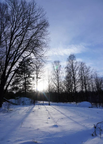 Bäume Auf Schneebedecktem Feld Gegen Den Himmel — Stockfoto