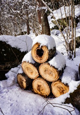 Karla kaplı zemindeki kütüklerin yüksek açılı görünümü 