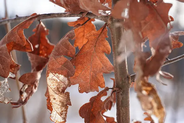 Nahaufnahme Trockener Eichenblätter Baum Winter — Stockfoto