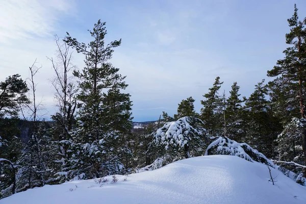 Bäume Auf Schneebedecktem Hügel Gegen Den Himmel — Stockfoto