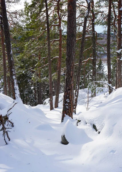 Bäume Schneebedeckten Wald Winter — Stockfoto