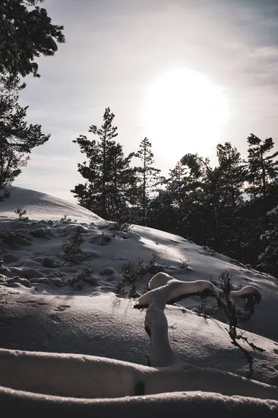 Niedriger Blickwinkel Auf Schneebedeckte Bäume Gegen Den Himmel — Stockfoto