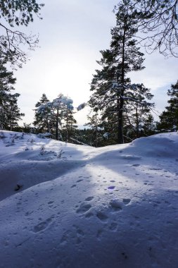 Karla kaplı tepelerde ağaçlar gökyüzüne karşı