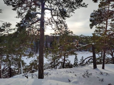Ağaçlar karla kaplı topraklar gökyüzüne karşı