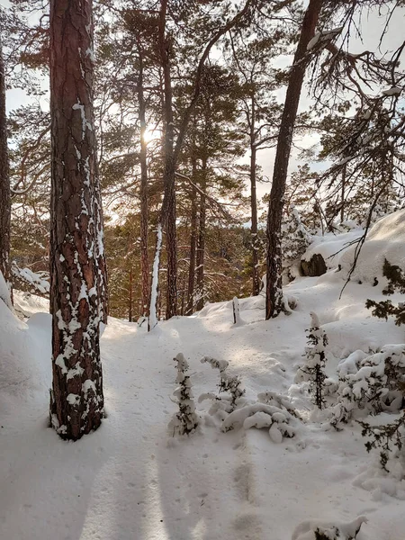 Bäume Auf Schneebedecktem Feld Winter — Stockfoto