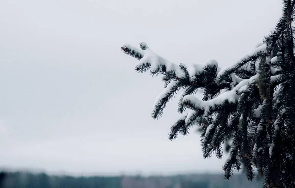 Blick Auf Schneebedeckten Baum Gegen Den Himmel — Stockfoto