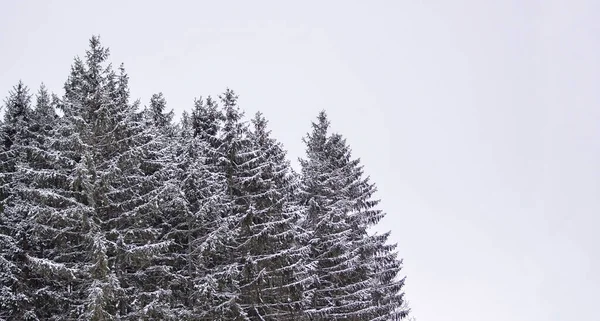 Blick Auf Schneebedeckte Bäume Bei Klarem Himmel — Stockfoto