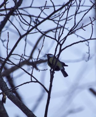 Çıplak ağaca tüneyen kuşun alçak açılı görüntüsü
