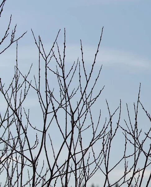 Sudut Rendah Tampilan Pohon Telanjang Terhadap Langit Yang Jelas — Stok Foto