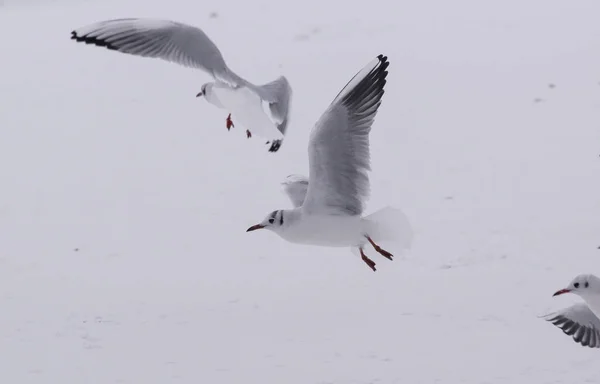 Vista Gaivotas Voando Sobre Mar Congelado — Fotografia de Stock