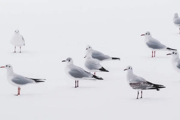 A flock of birds standing on snow