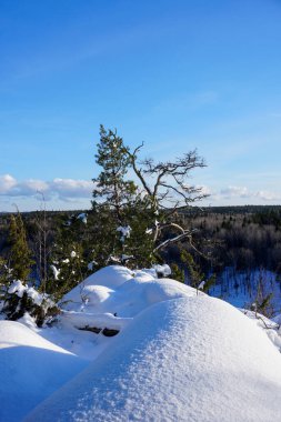 Mavi gökyüzüne karşı karla kaplı dağlarda ağaçlar