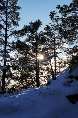 Ağaçlar karla kaplı topraklar gökyüzüne karşı
