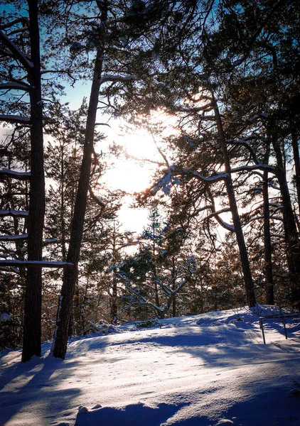 Bäume Auf Schneebedecktem Land Gegen Den Himmel — Stockfoto
