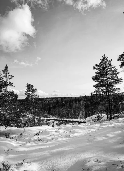 Bäume Auf Schneebedecktem Land Gegen Den Himmel — Stockfoto