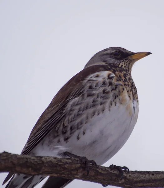 Close Bird Perching Branch Sky — Zdjęcie stockowe