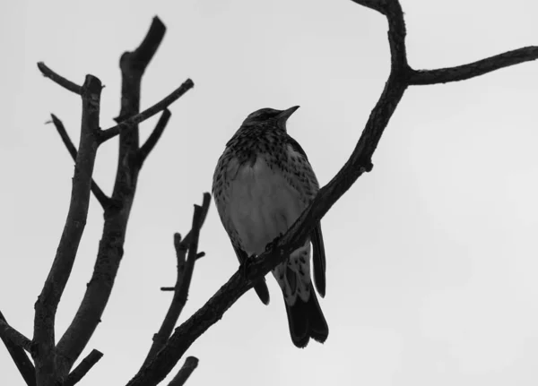 Низкий Угол Обзора Птицы Сидящей Ветке Против Неба — стоковое фото
