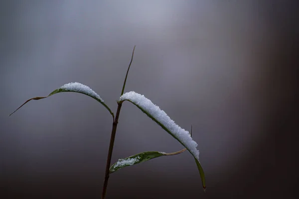 Κοντινό Πλάνο Του Χιονιού Στο Φυτό Θολή Φόντο — Φωτογραφία Αρχείου