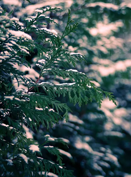Close Pine Tree Winter — Stockfoto