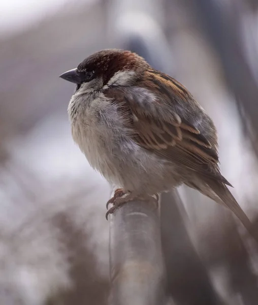 Korkuluklara Tünemiş Bir Kuşun Yakın Çekimi — Stok fotoğraf