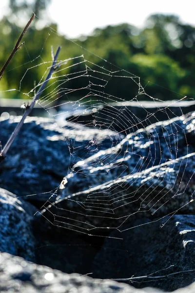 植物蜘蛛网的密闭 — 图库照片
