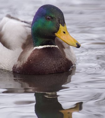 Gölde yüzen bir ördeğin yakın çekimi.
