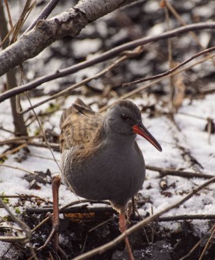 Close up of bird perching on the ground 