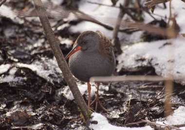 Bataklıkta duran kuşun yakınına.
