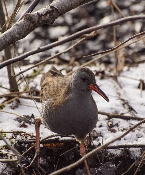 Close Bird Perching Ground — Stockfoto