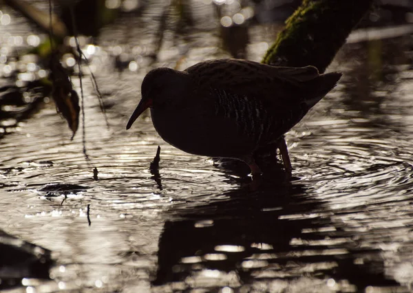 靠近站在沼泽地里的小鸟 — 图库照片