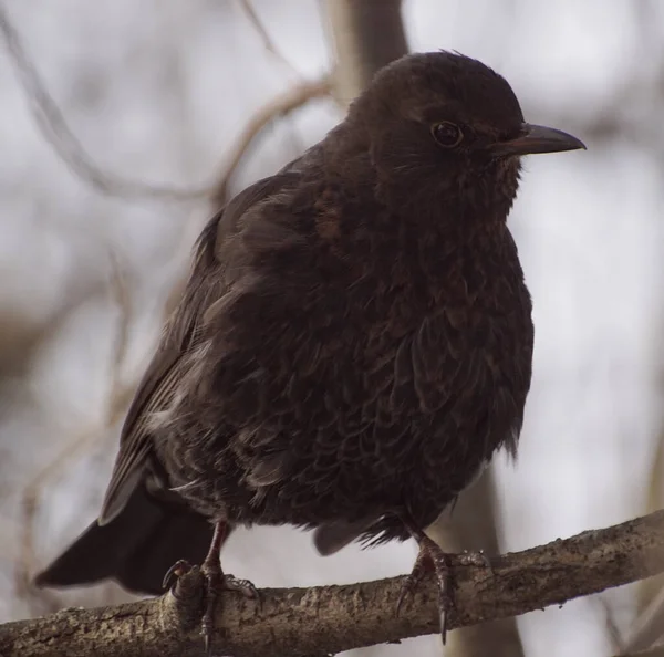 Close Bird Perching Branch — Stok Foto
