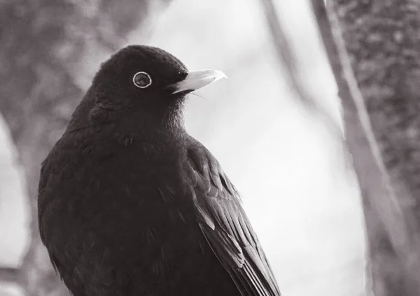 Close Bird Perching Outdoors —  Fotos de Stock