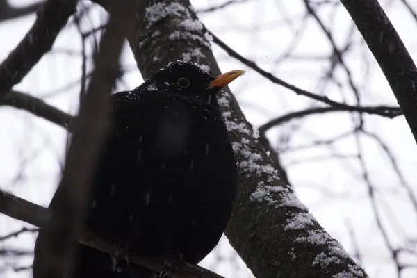 Bir Ağaç Dalına Tüneyen Kuşun Yakın Çekimi — Stok fotoğraf