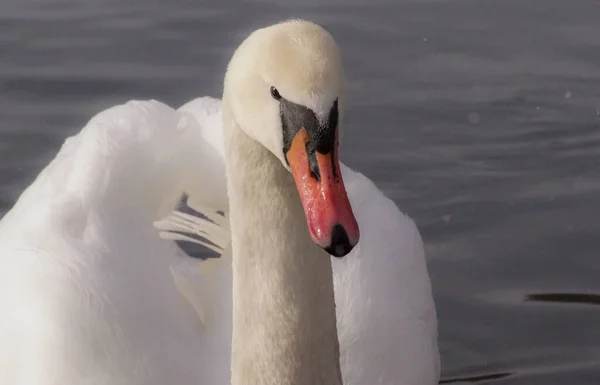 Close Swan Swimming Lake —  Fotos de Stock