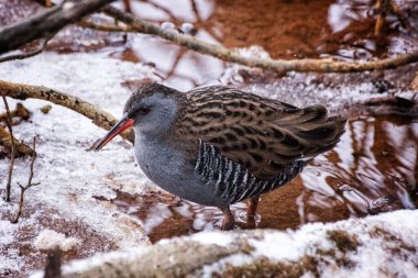 Karla kaplı zemine tünemiş kuşlara yaklaş 