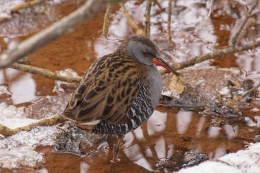 Kışın bataklıkta tüneyen kuşlara yakın. 