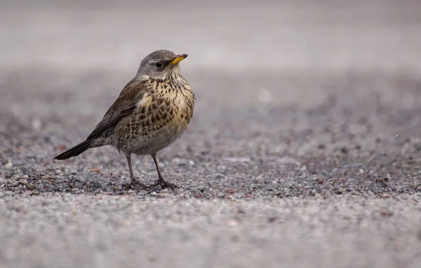 Avvicinamento Degli Uccelli Appollaiati Sulla Strada — Foto Stock