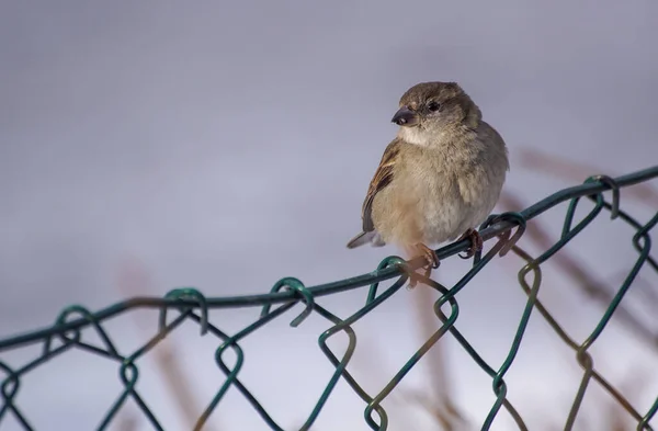Close Bird Perching Metal Fence — Stok fotoğraf