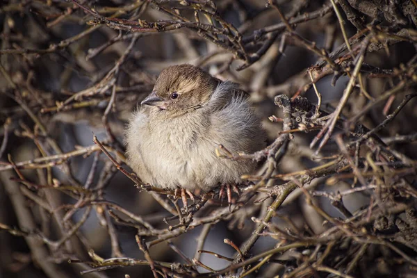 Çıplak Ağaca Tüneyen Kuşa Yaklaş — Stok fotoğraf