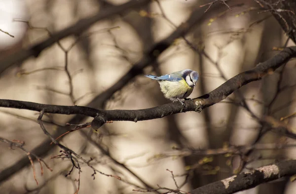 Niski Kąt Widzenia Ptaków Siedzących Drzewie — Zdjęcie stockowe