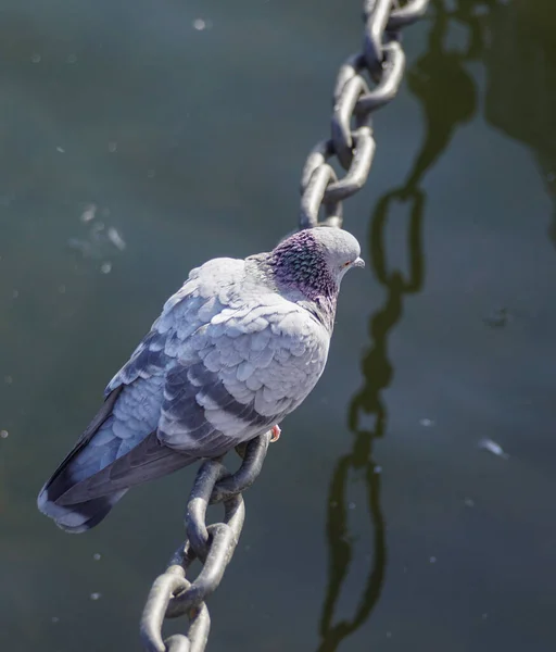 Detailní Záběr Ptáka Sedícího Řetězu Nad Vodou — Stock fotografie