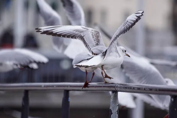 Close Seagull Perching Railing — Photo
