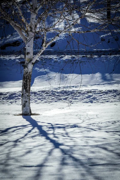 Tagsüber Ein Baum Auf Schneebedecktem Feld — Stockfoto