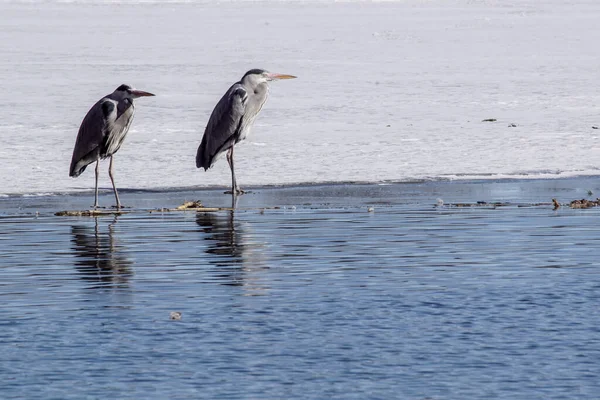 Δύο Πουλιά Στέκονται Στον Πάγο Μια Λίμνη — Φωτογραφία Αρχείου