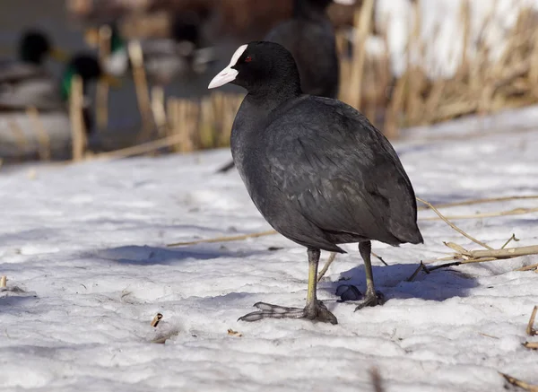Karda Tünemiş Bir Kuşun Yakın Çekimi — Stok fotoğraf