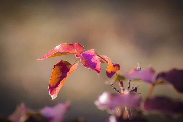 Close Leaf Blurred Background — Stock Photo, Image